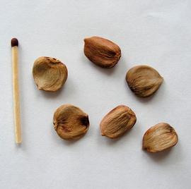   Seeds:   Baccaurea dulcis ; Photo by Kprwiki, wikimedia commons
